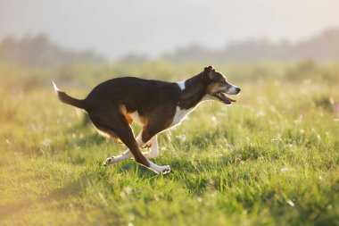 Güçlü bir köpek, güneşli bir patika boyunca yarışırken yer üstünde yakalanır. Kulaklar ve bacaklar kaldırıldı.