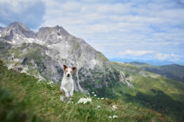 Küçük bir köpek olan Jack Russell Terrier, açık bir gökyüzünün altındaki çarpıcı tepeler ve çimenli çayırlarla çevrili bir dağ sırtında duruyor. Açık havada evcil hayvanların neşesini yakaladığı an.