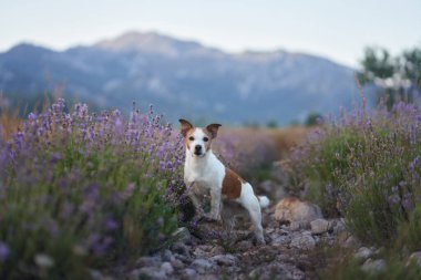 Küçük bir köpek, dağ manzaralı manzaralı manzaralı bir alanda çiçek açan lavantalarla çevrili iken düşünceli bir şekilde bakar. Doğal güzellik ve huzurlu atmosfer huzurlu bir an yaratır..