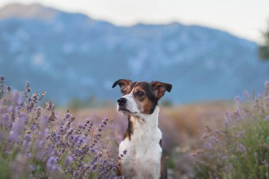 Meraklı bir köpek, arka planda dağlar olan, çiçek açan lavantalarla kaplı kayalık bir araziyi keşfeder. Sahne, doğanın mükemmel bir karışımını ve köpeklerin maceracı ruhunu yakalar..