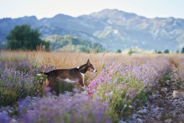 Küçük bir köpek canlı çiçeklerle çevrili bir lavanta tarlasında yürüyor. Manzaralı kırsal alan ve yumuşak güneş ışığı pitoresk bir atmosfer yaratır..