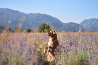 Oyuncu bir köpek arka planda dağlar olan çiçek açan lavanta tarlasının ortasında arka ayakları üzerinde durur. Canlı çiçekler ve doğal ışık neşeli ve huzurlu bir atmosfer yaratır..