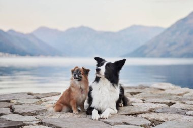 Bir Border Collie ve küçük kahverengi bir köpek sakin bir gölün yakınındaki kaldırım taşı iskelesinde şakacı bir şekilde etkileşim halindeler. Mekan onların dostluğunu ve dağların manzaralı güzelliğini yakalar..