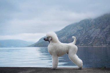 Beyaz bir kaniş, sakin bir tavırla bir dağ gölünün yanında yürüyor. Arka plandaki görkemli dağlar sahnenin huzurunu arttırır..