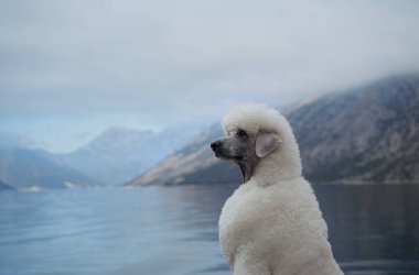 Beyaz bir kaniş, arka planda dağlar olan suya bakar. Sahne, köpeği sakin ve huzurlu manzarada yansıtıcı olarak yakalar..