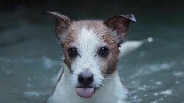 Köpeğin kıyıya yakın parlak sularda aktif hamleler yaptığı yakın görüş