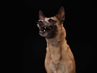Kahverengi bir köpek ısırığın ortasında homurdanıyor ve siyah bir stüdyo arka planında dramatik bir hareketle ağzına giriyor..