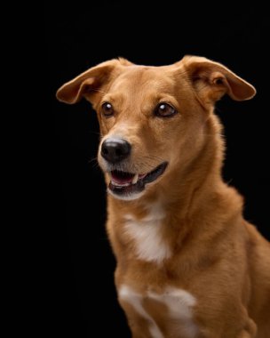 Kahverengi bir köpek stüdyo ışığı altında hafif bir gülümseme gösterir. Koyu arka plan evcil hayvanları ve gözleri öne çıkarıyor..