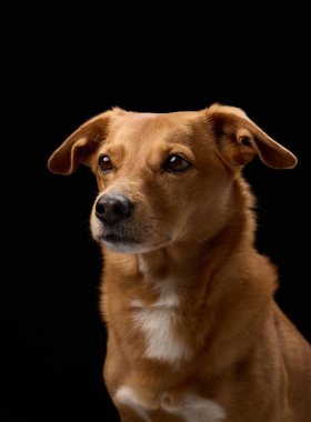 Ön yüzlü bir köpek dik kulaklarla nazikçe uzaklığa bakar. Yumuşak stüdyo ışığı onun özelliklerini belirler.
