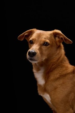 Evcil hayvan yumuşak bir tavırla nazikçe yana bakıyor. Siyah arkaplan yüzünü vurgular.