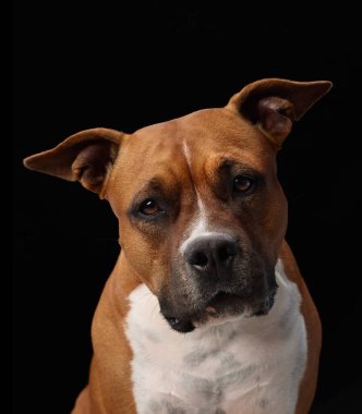 Bir staffordshire teriyeri ciddi yüzünü korurken başını hafifçe eğer. Aydınlatma ve karanlık arkaplan dramatik bir ton ekler.