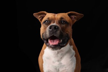 Bir staffordshire teriyeri dudakları ayrık ve özenli gözlerle öylece oturur. Köpek ve siyah arkaplan arasındaki güçlü zıtlık kompozisyonu keskinleştirir.