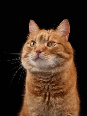 Kızıl bir kedi dik oturur ve kamera seviyesinin hemen üstüne bakar. Basit bir stüdyo kompozisyonunda yakalandı..