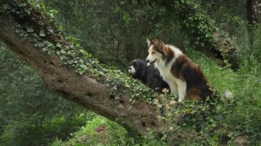 Aşağıdaki ağaç yaprakları ve sarmaşıklarıyla yükseltilmiş bir dalı araştıran iki köpek görülüyor. Biri Collie Sınırı, diğeri de Kral Charles Spaniel..