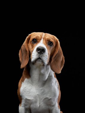 Bir av köpeği, siyah bir arkaplana doğru bakar. Yüzündeki ifade ciddi ve düşüncelidir. Dramatik ışıklandırma portreye derinlik katıyor..