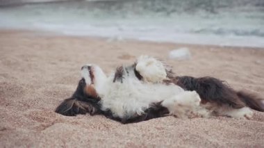 Bir Şövalye Kral Charles Spaniel kumda şakacı bir şekilde sırt üstü yatıyor. Neşeli bir video çerçevesinde orta rulo yakalanan duruş neşe ve rahatlığı gösterir..