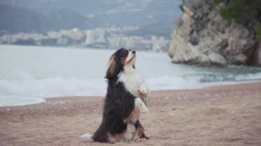 Bir Şövalye Kral Charles Spaniel kıyıya yakın kumda oturuyor. Arka planda yumuşak dalgalar ve huzurlu bir sahil manzarası var..