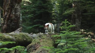 Jack Russell Terrier ormanda geniş yosunlu bir kütüğü dikkatle geçiyor. Köpek odaklanarak ve dengeli bir şekilde arazide geziniyor..