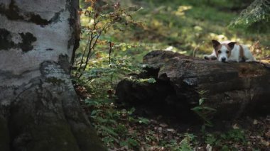 Jack Russell Terrier, güneşli bir arazide yosunlu bir kütüğün arkasında kısmen saklı duruyor. Ormanın zemininde kuru yapraklar ve yumuşak yeşil bitkiler var..