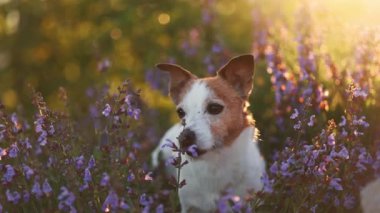 Jack Russell Terrier lavanta ve mor çiçeklerle dolu bir arazide yatıyor. Yumuşak güneş ışığı, huzurlu doğal ortama sıcaklık katar..