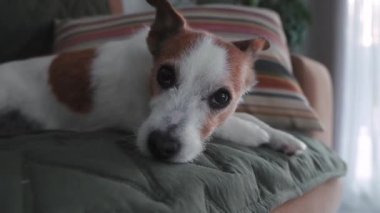 Küçük köpek yumuşak pencere ışığının yanında, minderli yüzeye kıvrılmış yatıyor.