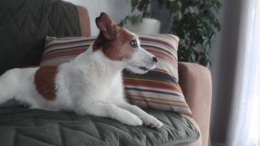 Beyaz ve kahverengi köpek yastığın üzerinde, pencerenin yanındaki yumuşak yeşil kanepede dinleniyor.