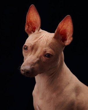 Bir Amerikan Kılsız Teriyeri siyah arka planda başını hafifçe eğerek tuhaf bir ifade sergiliyor. Koyu renk arka plan köpeği eşsiz ve anlamlı kılar..