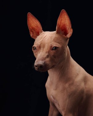 Siyah arka planda Amerikan Kılsız Teriyeri 'nin portresi köpeklerin özenli ifadesini gösteriyor. Koyu arkaplan, teriyerlerin benzersiz özelliklerini vurgular.