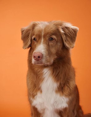 Bir Nova Scotia Duck Tolling Retriever, turuncu bir arka plan üzerinden doğrudan kameraya bakarak sakin ve sakin bir yüz ifadesi sergiler. Bu hareketli arkaplan köpeğin rahat tavırlarını tamamlıyor..