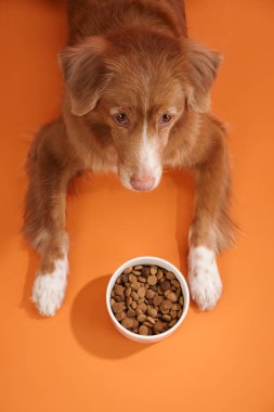 Bir Nova Scotia Duck Tolling Retriever turuncu arka plandaki yemek kasesine bakar. Köpeğin sakin ve odaklanmış duruşu yiyeceğe olan ilgisini vurgular..