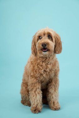 Kıvırcık kürklü bir Labradoodle dikkatle oturur, odaklanmış bir şekilde ileriye bakar, açık mavi bir arkaplan üzerine kuruludur..