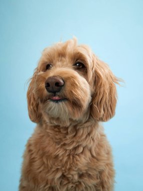 Kıvırcık kürklü bir Labradoodle açık mavi arkaplana karşı odaklanmış bir ifadeyle ileriye bakar..