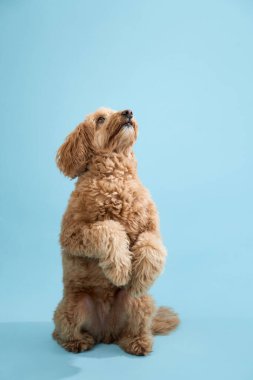 Kıvırcık kürklü bir Labradoodle arka ayakları üzerinde duruyor, açık mavi bir arkaplana bakıyor..