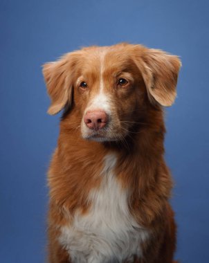 Bir Nova Scotia Duck Tolling Retriever mavi bir arkaplanda oturur ve dikkatlice ileriye bakar. Köpek sakin ve odaklanmış ifade onun nazik doğasını ve yerleşik varlığını vurgular..