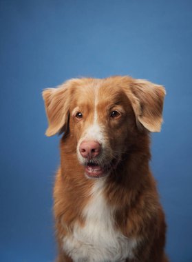 Mavi arkaplanlı bir Nova Scotia Duck Tolling Retriever 'ın yakın plan portresi yumuşak kürkü ve sakin tavrını vurguluyor. Köpek sakin yüz ifadesi, onun dostane ve huzurlu doğasını yakalar..