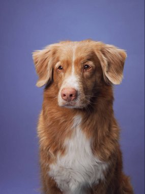 Mavi arkaplanlı bir Nova Scotia Duck Tolling Retriever 'ın yakın plan çekimi köpeğe anlamlı gözler ve yumuşak kürk. 