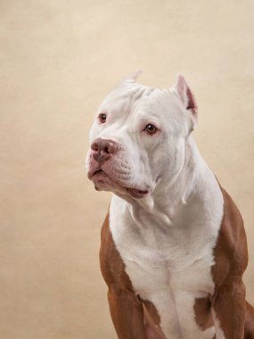 Tarafsız bir stüdyo arka planında sakince oturan bir Pitbull profili, kaslı yapısını ve dengeli duruşunu gözler önüne serer. Temiz kompozisyon köpeklerin özelliklerini vurgular.