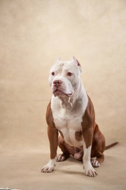 Bir Pitbull, açık bej arka planı olan bir stüdyoda sakince oturur ve yan tarafa bakar. Sakin kompozisyonu köpeklerin nazik ve kaslı yapısını vurguluyor..