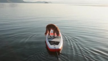 Bir Nova Scotia Duck Tolling Retriever kırmızı bir kürek tahtasında tek başına duruyor. 5 Temmuz 2025 'te Budva, Karadağ' da çekildi.
