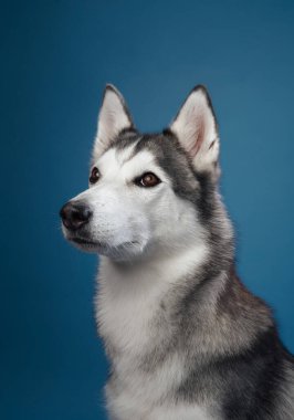 Bir Sibirya Husky 'si mavi arka planda, parlak siyah beyaz kürkünü sergileyerek bir yan profil oluşturmuş. Köpekler kulaklarını diker ve sakin tavırları görsel cazibeyi arttırır..