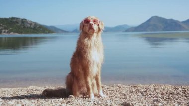 Bir Nova Scotia Duck Tolling Retriever plajda otururken göle bakar. Sahne, köpeği çevreleyen yumuşak dalgalar, dağlar ve mavi gökyüzü ile sessiz..