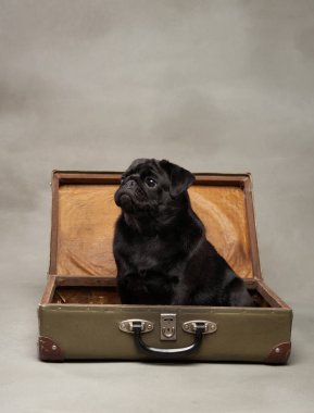 Siyah bir köpek, tarafsız bir arkaplanda, eski bir bavulun içinde oturuyor. Kurulum evcil hayvanın meraklı ifadesini vurguluyor ve bavulun kırsal dokusuyla tezat oluşturuyor.