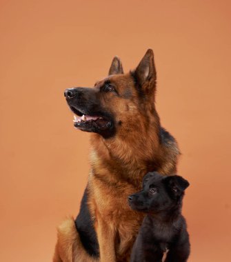 Bir Alman çoban köpeği ve küçük siyah bir köpek yavrusu şeftali arka planda yan yana otururlar. Eşleşmeler bağlarını ve zıt boyutlarını sıcak, çekici bir portrede gösteriyor..