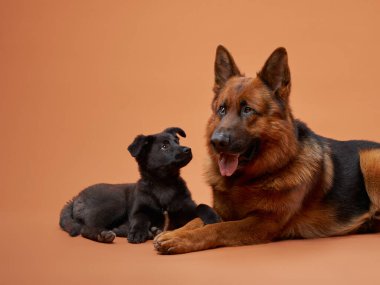 Bir Alman çoban köpeği ve siyah bir köpek yavrusu şeftali arka planda yan yana oturur, yürek ısıtan bir görüntü yaratırlar. Boyutları ve kürk dokularındaki kontrastlar kompozisyona derinlik katar.
