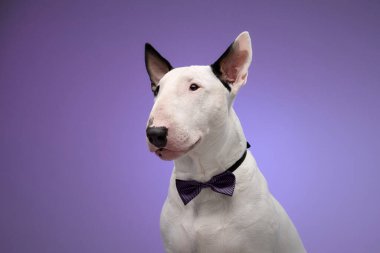 Mor papyon takan beyaz bir boğa teriyeri lavanta arka planına zarif bir şekilde poz veriyor. Köpeklerin duruşları portreye incelik katıyor..