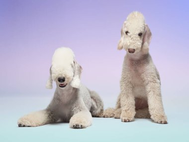 İki Bedlington Teriyeri temiz beyaz bir zeminde, rahat görünüyorlar. Yumuşak mavi ve pembe arka plan tüylü paltolarını tamamlıyor..