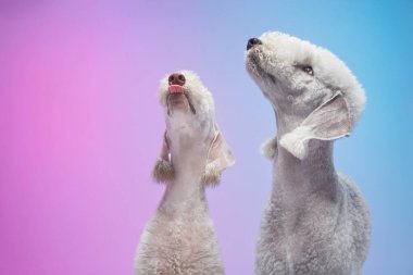 İki Bedlington Teriyeri başlarını aynı anda eğerek sanki havlıyor ya da birbirleriyle iletişim kuruyorlarmış gibi. Duruşları dinamik ama uyumlu bir kompozisyon oluşturuyor..