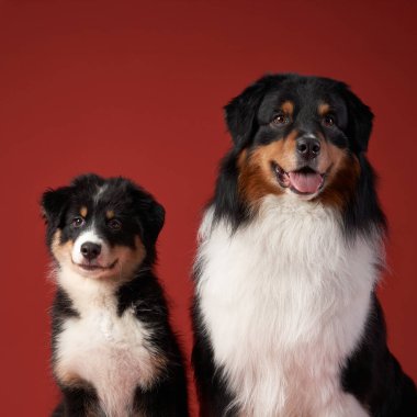 Büyük bir Avustralya çoban köpeği, aynı türden bir köpek yavrusunun yanında oturuyor ve iç açıcı bir aile anı yaratıyor. Onların mutlu ifadeleri koyu kırmızı arka planla çok güzel tezat oluşturuyor..