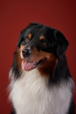 Avustralyalı bir çobanın kameraya şakacı bir şekilde baktığı yakın çekim. Stüdyonun altında parlak tüyler parlıyor, koyu kırmızı arka planı güçlendiriyor..