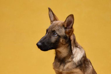 Bir kurt köpeği yavrusu, sarı arka planda kulakları olan bir yan profil içinde yakalanır. Güçlü duruş, cinslerin zekasını ve tetikte doğasını vurgular..